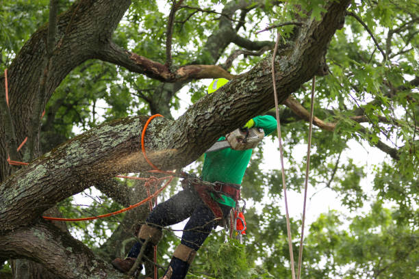 Best Hazardous Tree Removal  in Colby, KS